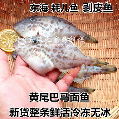 新鲜耗儿鱼冷冻马面鱼剥皮鱼