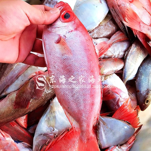新货东海大眼鸡新鲜红眼鱼冷冻红目鲢深海鱼船冻海鲜水产品1斤装