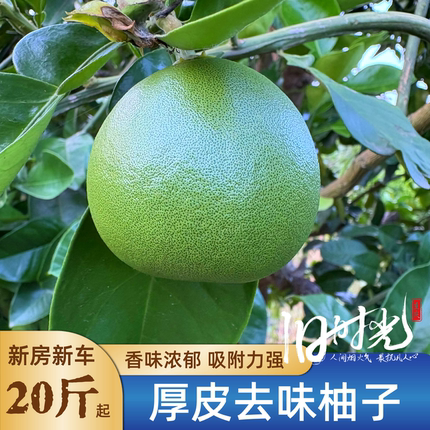 厚皮去味柚子20斤新鲜整个除味去异味泡水药用食用新房新车除异味