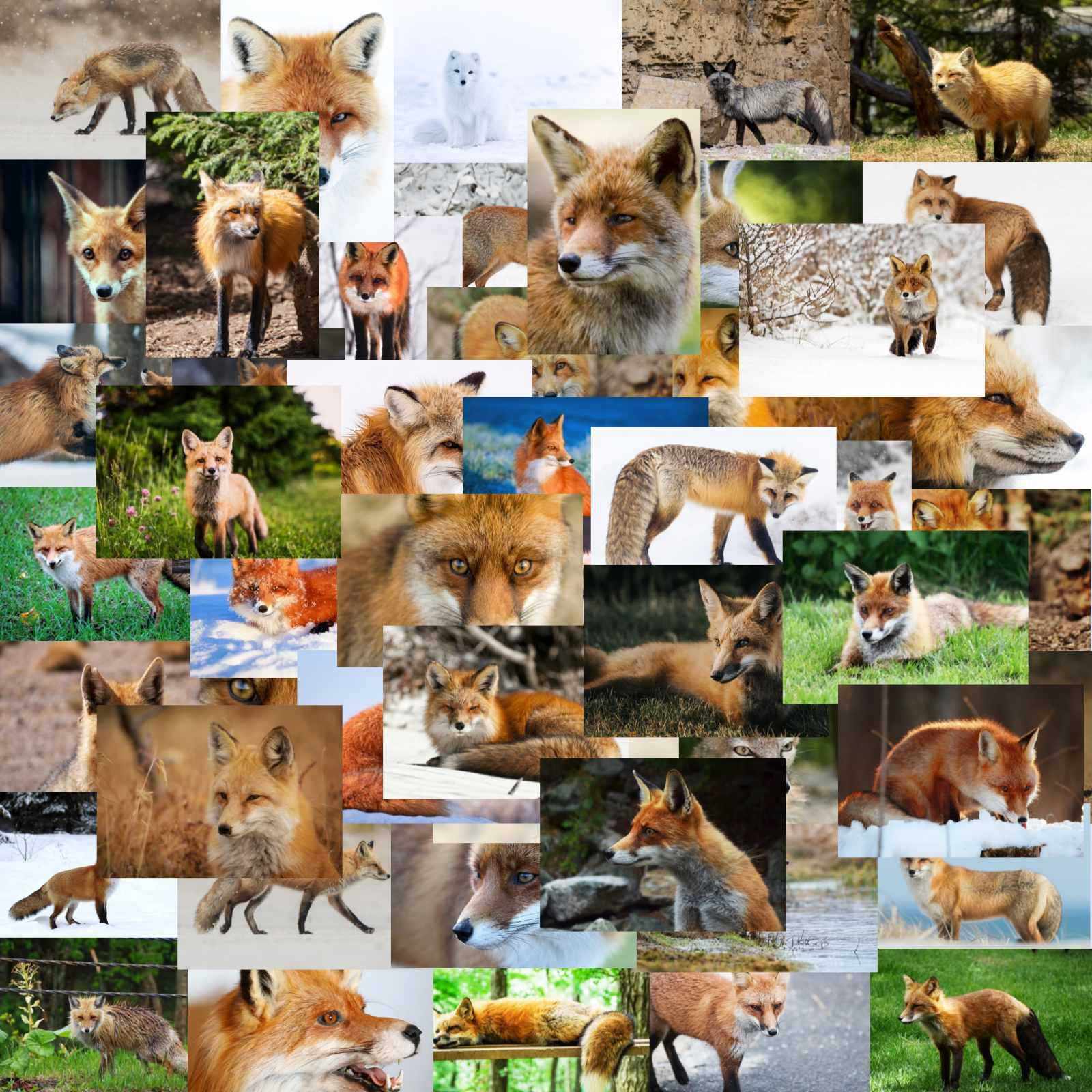 50张狐狸白狐红狐赤狐北极狐滑板冰箱行李箱电瓶车吉他涂鸦贴纸,3C数码配件,笔记本个性小贴纸,淘宝优惠券,粉丝福利购,淘宝优惠卷