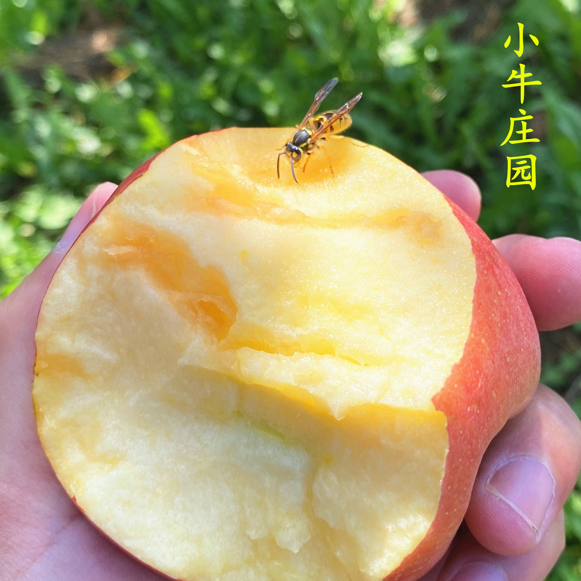山西丑苹果现装新鲜水冰糖心野原生态裂纹脆甜非新疆阿克苏怎么样,好用不?