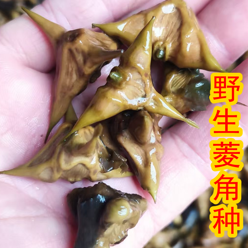 野生小四角菱角刺菱水草植物净化