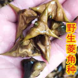 野生小菱角种子刺菱洪湖老菱四角菱角种洪湖菱角水草植物池塘种植