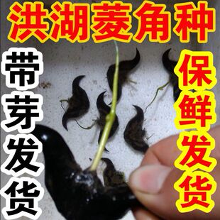 新鲜老菱角种子牛角大菱角种水生植物高产黑菱菱角种苗产地直发