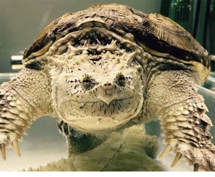 原种后 野佛 纯佛 小鳄龟苗纯佛鳄龟活体乌龟 佛鳄