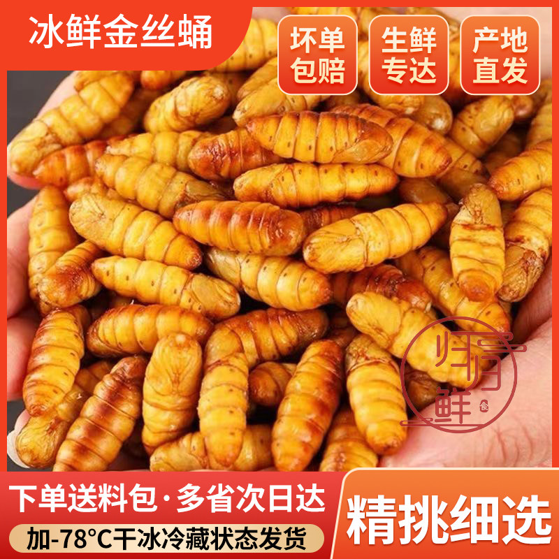 当季新鲜速冻 小蚕蛹 金丝蛹 嫩蚕蛹子 农家桑蚕蛹 黄金蛹 小茧蛹