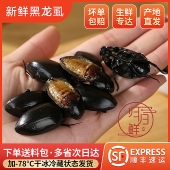 黑龙虱射尿龟水鳖虫吃鱼鳖老鳖盖水鳖虫水龟子水甲虫濑尿龟水蟑螂
