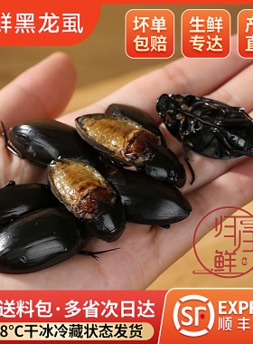 黑龙虱射尿龟水鳖虫吃鱼鳖老鳖盖水鳖虫水龟子水甲虫濑尿龟水蟑螂
