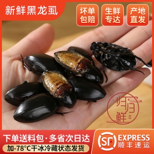 黑龙虱射尿龟水鳖虫吃鱼鳖老鳖盖水鳖虫水龟子水甲虫濑尿龟水蟑螂