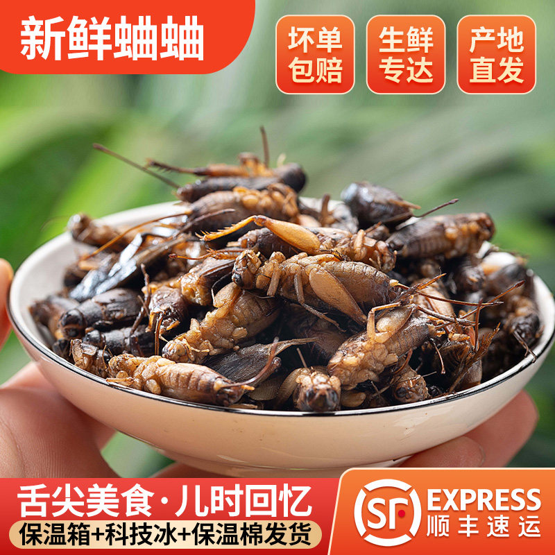 冷冻虫子新鲜食用限量