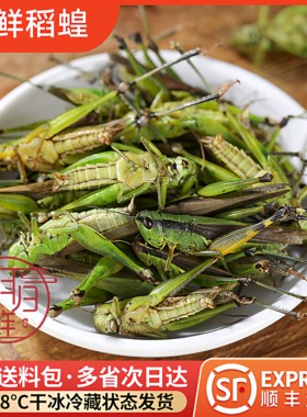 新鲜中华稻蝗稻田蚂蚱小油蚂蚱