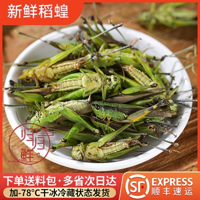 新鲜中华稻蝗稻田蚂蚱小油蚂蚱