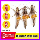 蚱蜢 当季 东亚飞蝗虫 去翅带卵籽蝗虫 雌蚂蚱 新鲜速冻 全母蚂蚱