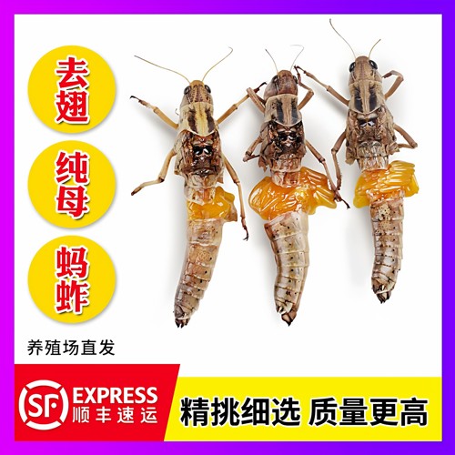 新鲜速冻全母蚂蚱卵籽蝗虫当季