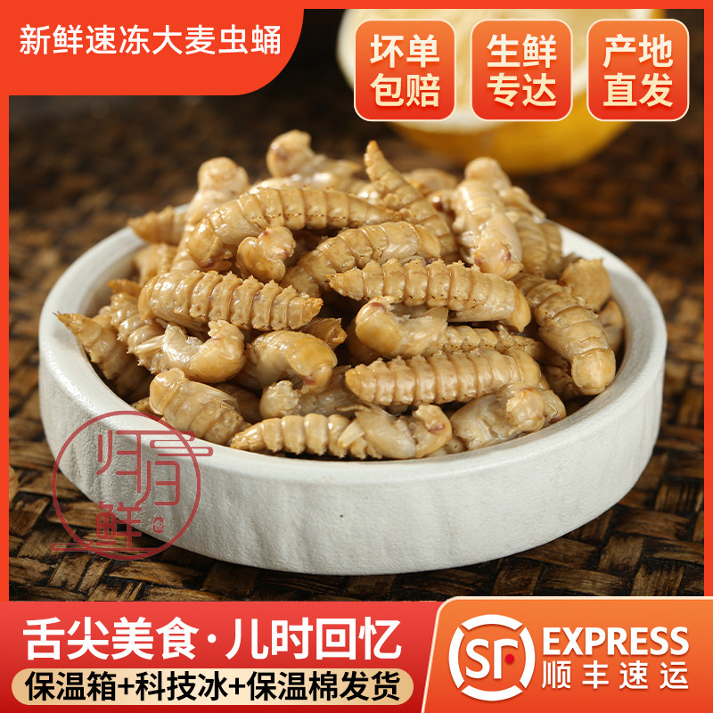 新鲜速冻金粉虫蛹 大麦虫蛹 高其它生肉制品