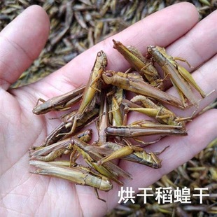 纯干小油蚂蚱中华小稻蝗干小蚱蜢草蜢 宠物鸟食品 新鲜现晒现发