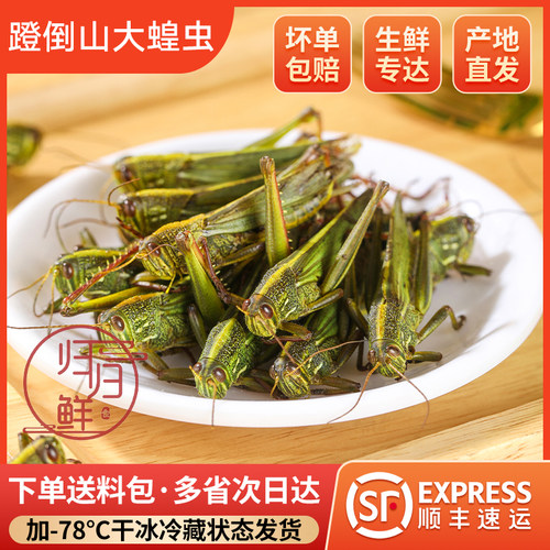 冷冻新鲜大绿蚂蚱蹬倒山全母带籽