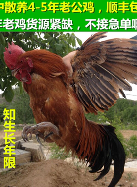 农户散养5年老公鸡土鸡文玩鸡爪