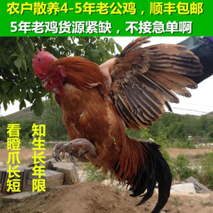 农户散养4-5年老公鸡土鸡笨鸡活鸡现杀文玩盘鸡爪鸡蹬子五爪鸡