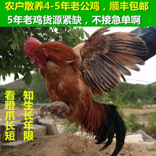 农户散养4-5年老公鸡土鸡笨鸡活鸡现杀文玩盘鸡爪鸡蹬子五爪鸡 - 封面