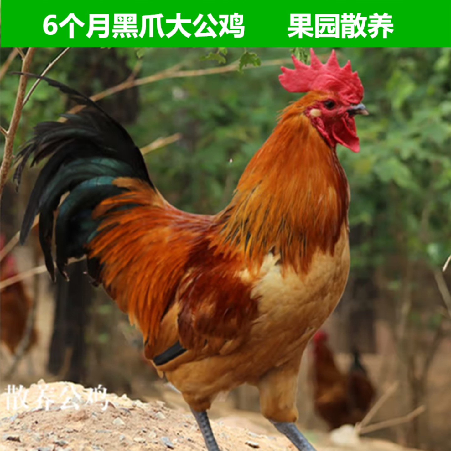 农户散养8-10个月大公鸡土鸡笨鸡跑山鸡走地鸡草鸡活鸡现杀新鲜顺