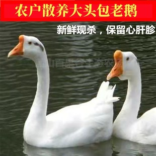 农家散养1-2年大白鹅老公鹅土鹅正宗笨鹅新鲜活鹅现杀净重6-10斤