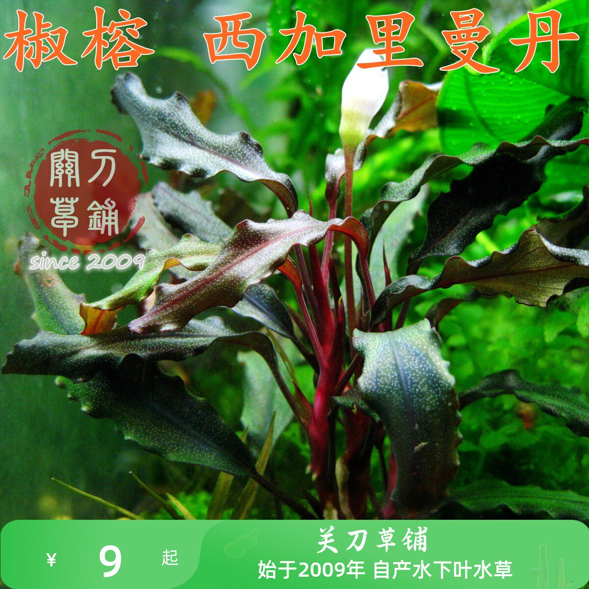 西加里曼丹 1株 中型辣椒榕椒蓉 【关刀草铺】水下叶水族造景淡水