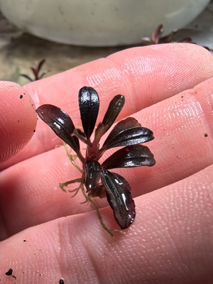 自养水下叶水草辣椒榕迷你品种