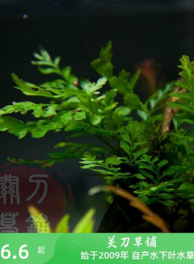 黑木蕨 水草 有矮种可选 水下叶 水族箱造景阴性草 十七年老店
