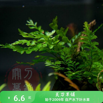 水下叶阴性草黑矮种木蕨水草