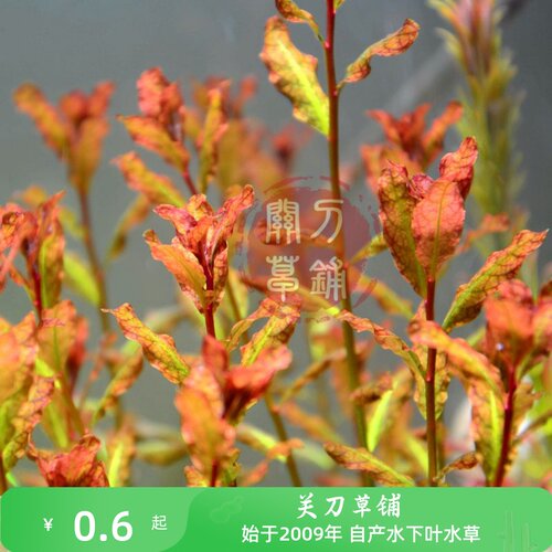 水下叶造景水草关刀草铺