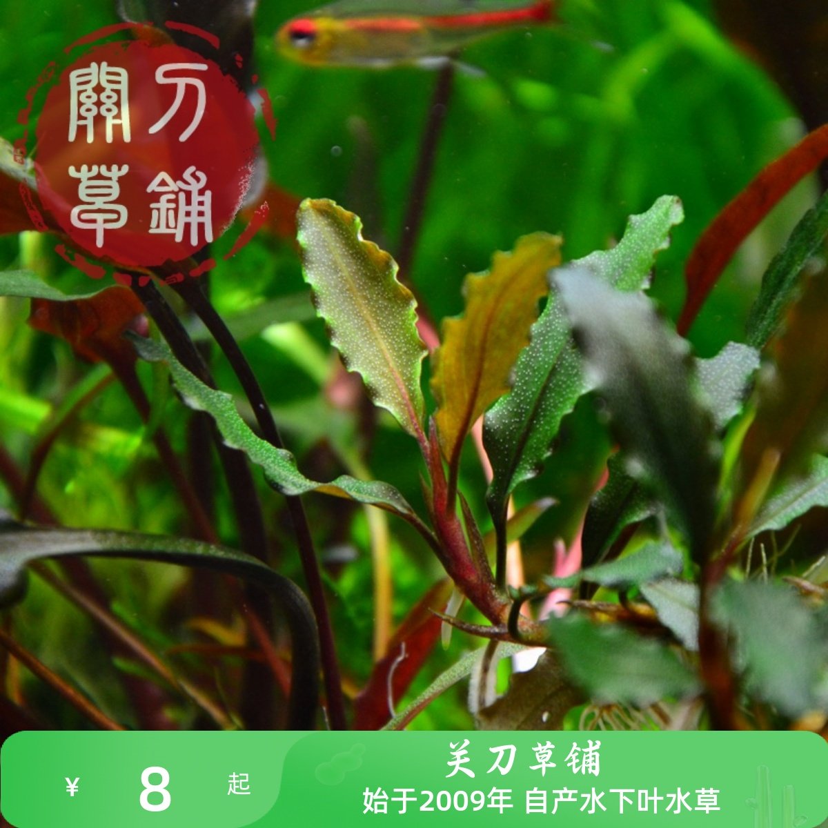 紫金椒榕水下叶辣椒榕草铺自家养