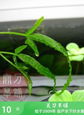 三叶蕨  马来实蕨 水下叶青叶透明 稀有品种 阴性水草ADA水族造景