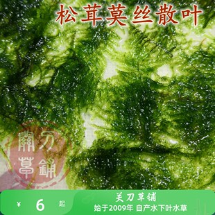 松茸莫丝 水草 1份 松蓉莫斯小三角 关刀草铺水下叶水草 水族造景