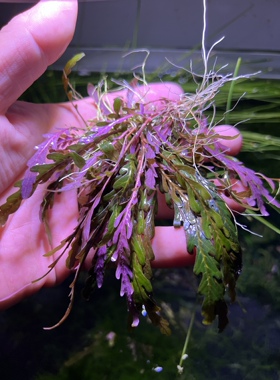 羽裂水蓑衣 水下叶 阴性草 水族水草ADA造景中景关刀草铺自养雨裂