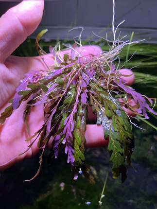 羽裂水蓑衣 水下叶 阴性草 水族水草ADA造景中景关刀草铺自养雨裂