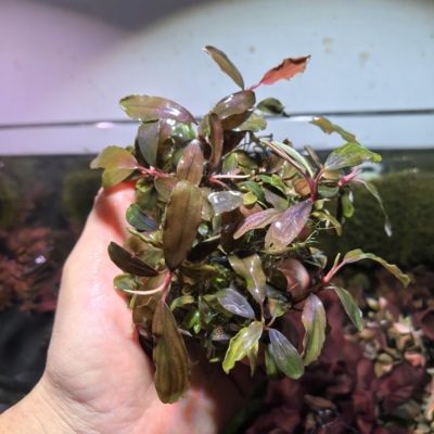 泄湖辣椒榕水草水下叶关刀草铺