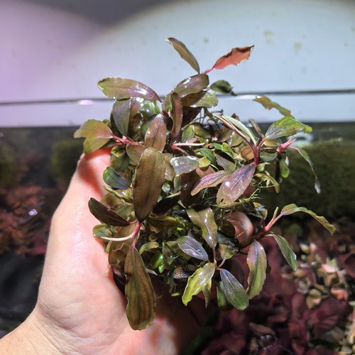 泄湖辣椒榕水草水下叶关刀草铺