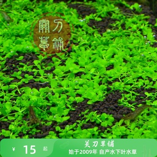 爬地矮珍珠水草 1份 关刀草铺水下叶 趴地前景草 新爬地大珍珠