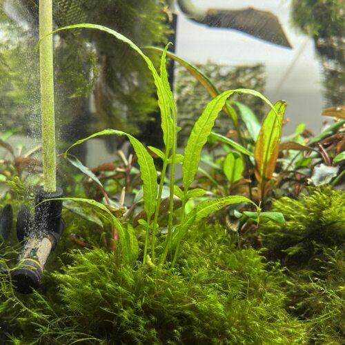三叶蕨  马来实蕨 水下叶青叶透明 稀有品种 阴性水草ADA水族造景 - 封面