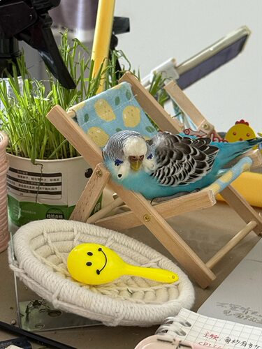 小太阳和尚玄凤牡丹鹦鹉喂食奶娃互动玩具沙滩躺椅小鸟拍照小道具