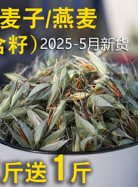 买2发3包 野麦子 浮小麦茶 2024新鲜采摘 带壳野燕麦子中草药500g