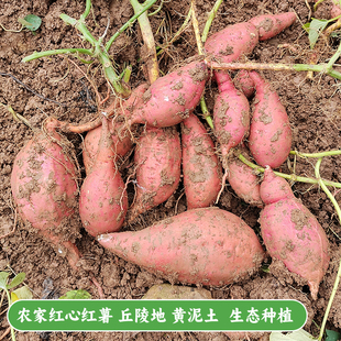 老品种红心蜜薯四川农家自种红苕地瓜番薯甜软不粉红心红薯现挖