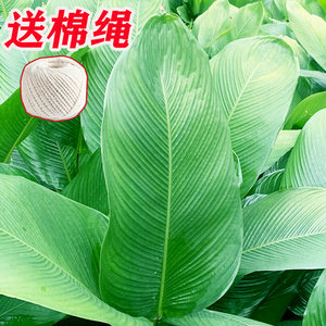 粽子叶广西粽叶免邮新鲜大叶新叶过年包粽子的叶子过节用冬叶柊叶
