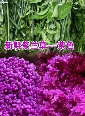 广西五色糯米饭紫色花米饭植物染料云南贵州七彩米紫蓝草红草500g