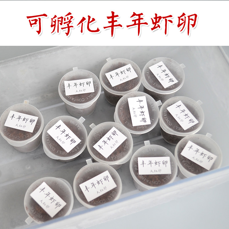 大红卵可孵化丰年虾卵 丰年虫小包装 孵化丰年虾活体孔雀鱼饲料