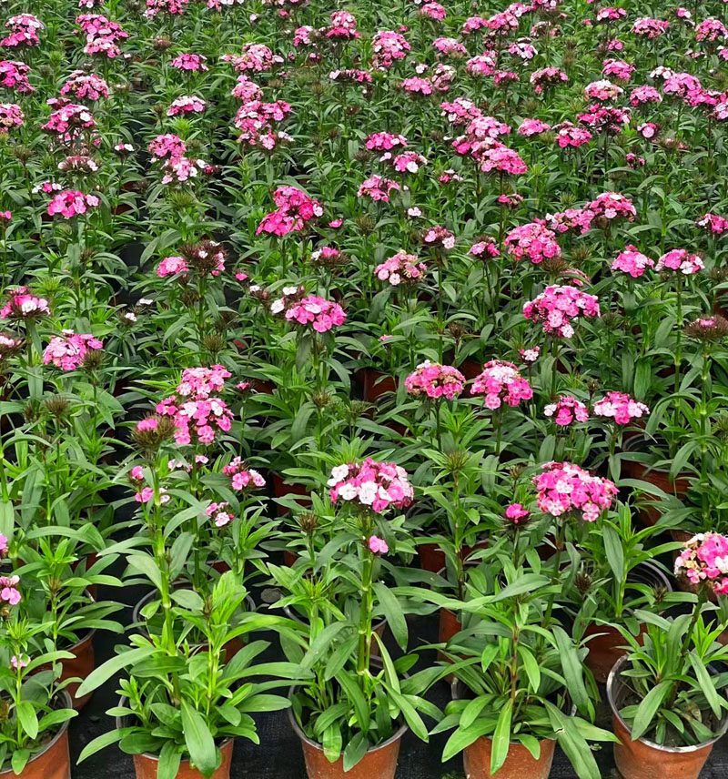 成都同城植物销售草花高杆石竹紫色红色草花户外花园绿化植物好养