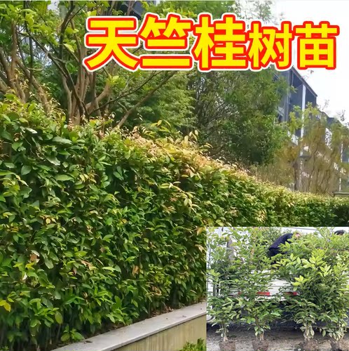 苗圃直发天竺桂绿篱好养