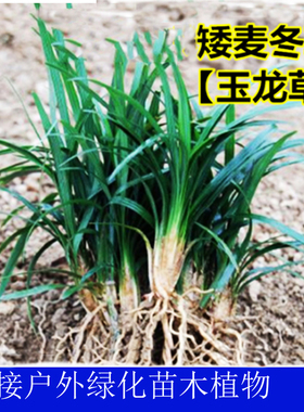 庭院绿化苗木地被植物玉龙草矮麦冬草吉祥草园林绿化开花四季常绿