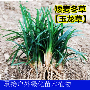 庭院绿化苗木地被植物玉龙草矮麦冬草吉祥草园林绿化开花四季常绿